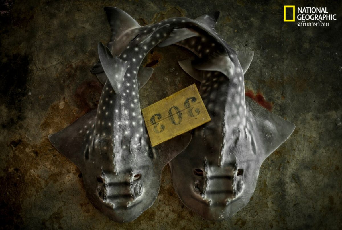 ปลาโรนิน