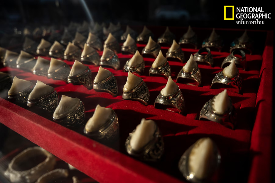 ปลาโรนิน, แหวนปลาโรนิน