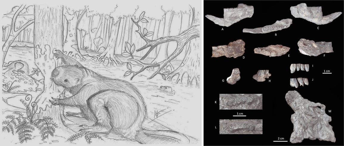 บีเวอร์สยาม, บีเวอร์