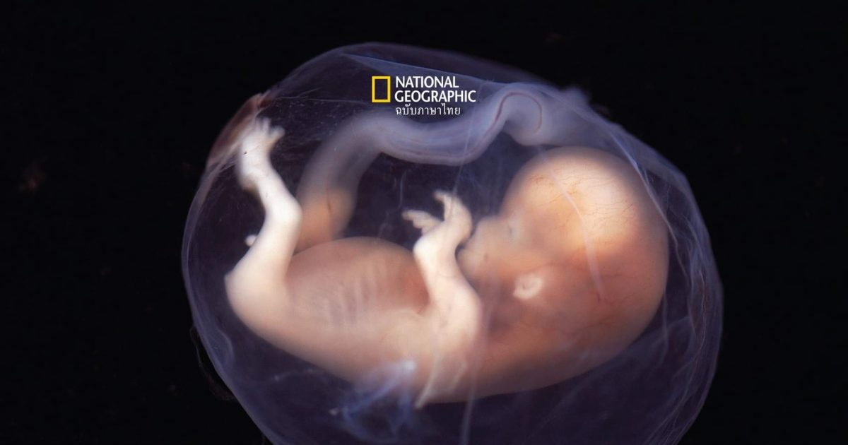 “มนุษย์ปลูกได้ในห้องแล็บ” นักวิทย์ฯ สร้างแบบจำลอง ‘ ตัวอ่อนมนุษย์ ’ อายุ 2 สัปดาห์ จากสเต็มเซลล์ ไม่ง้อสเปิร์ม-ไข่ มนุษย์