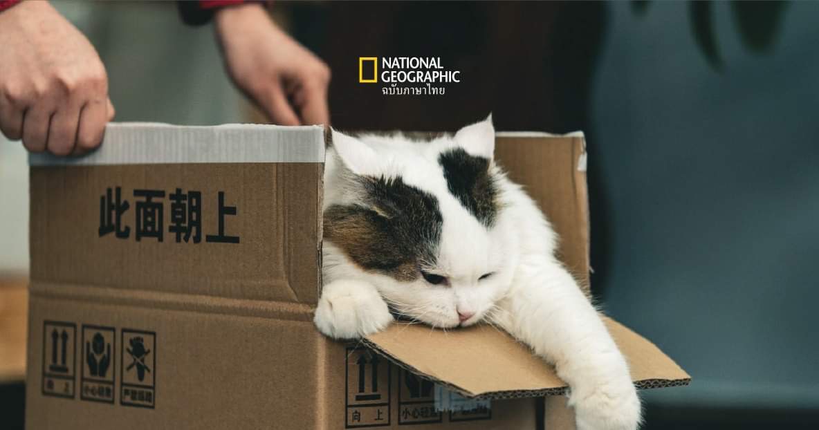 ทำไม แมว ถึงรัก “กล่อง” มาก? ทั้งที่ทาสซื้อบ้านแมวให้อยู่สบายๆ ก็ไม่เอา
