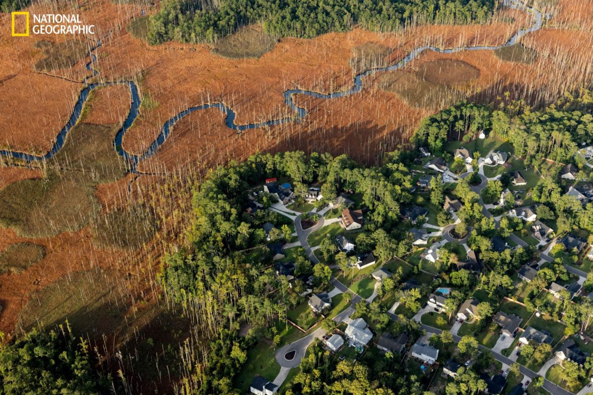 สนไซปรัส