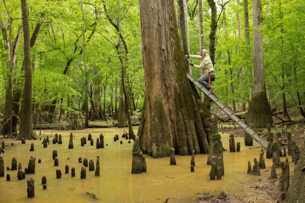 สนไซปรัส