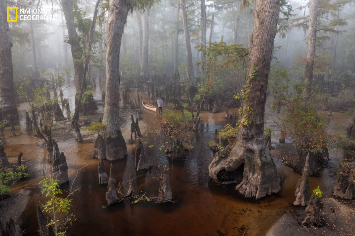 สนไซปรัส, ป่าสน