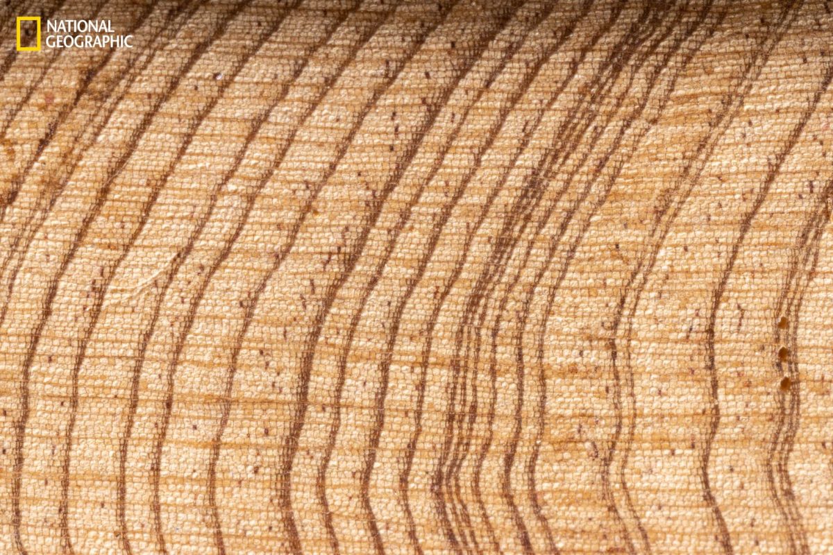 สนไซเปรส, แกนไม้, วงปี