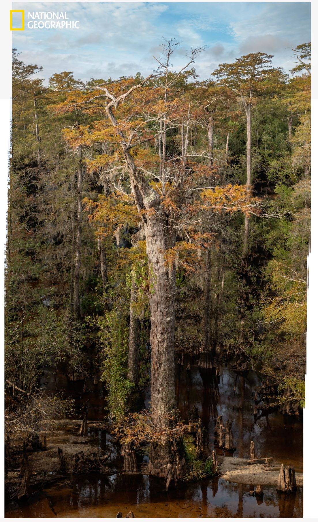 สนไซเปรส