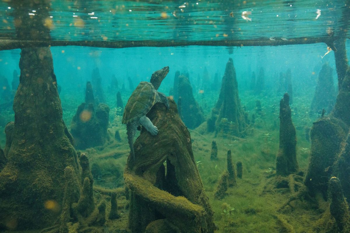 สนไซเปรส