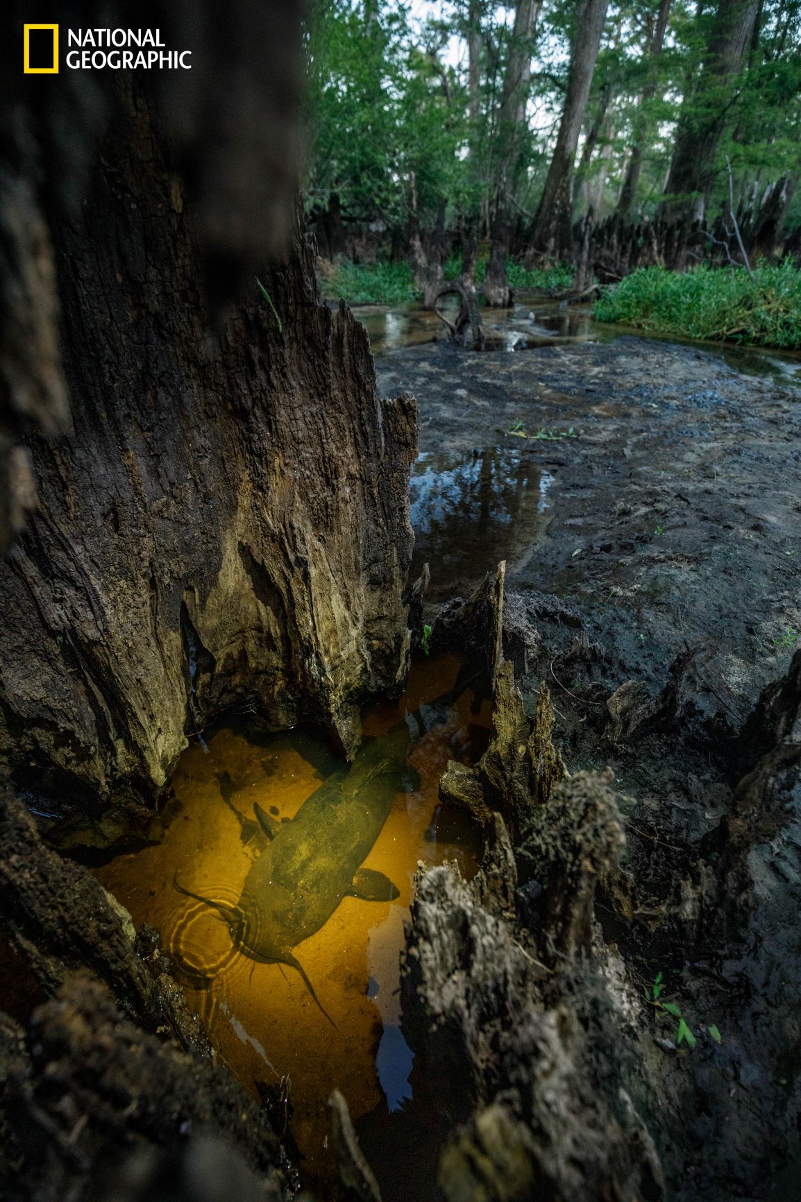 ปลาดุกหัวแบน, ปลาดุก