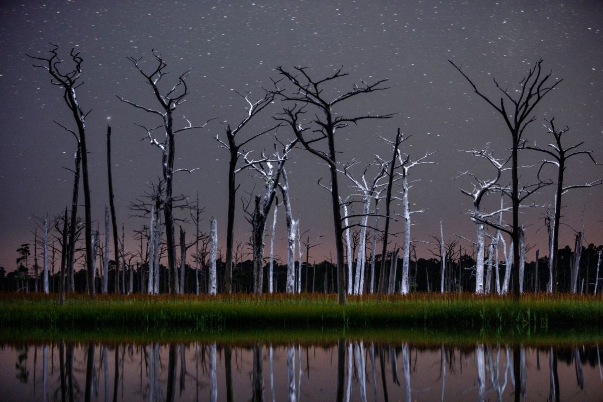 สนไซเปรส