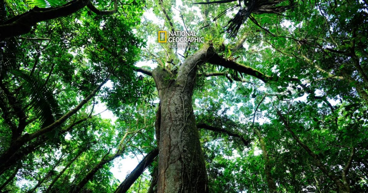 森林セラピー：自然の力で心を癒します。