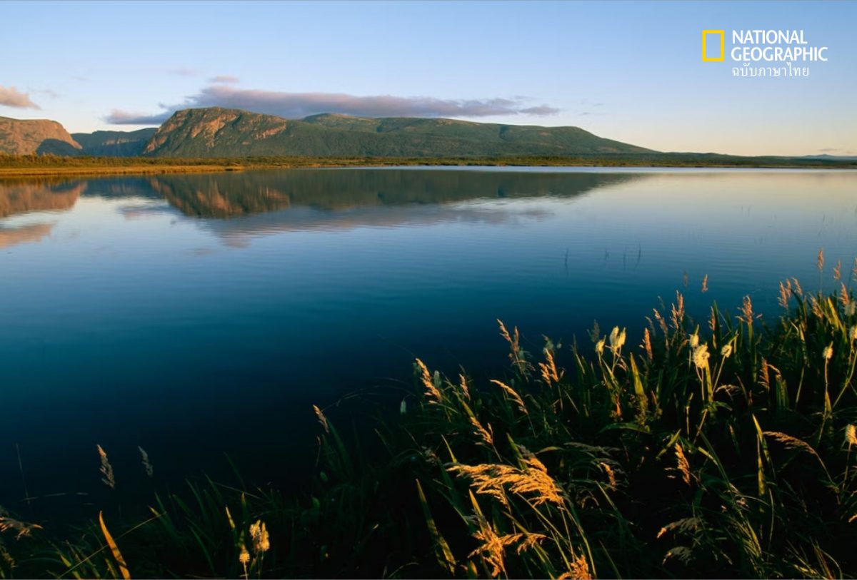Gros Morne, แคนาดา, ป่าบำบัด