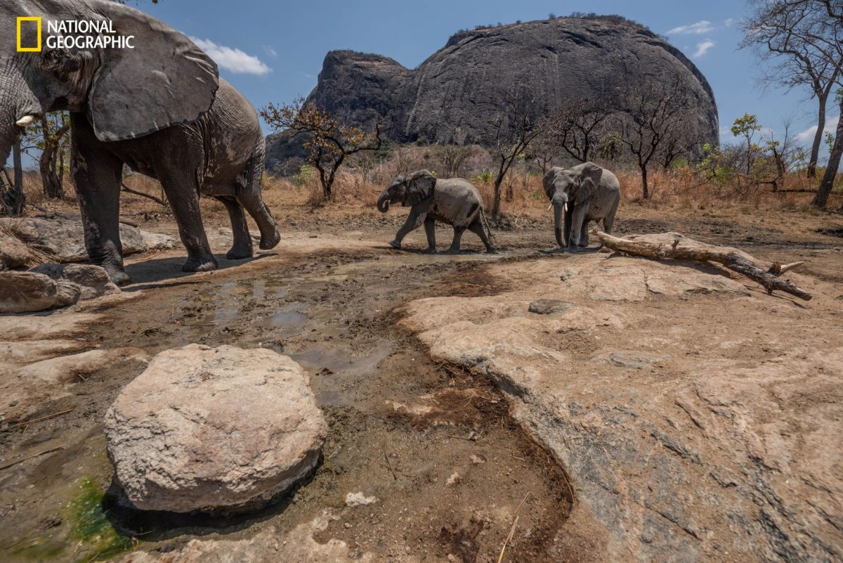 ช้างป่า, ช้างแอฟริกา, โมซัมบิก