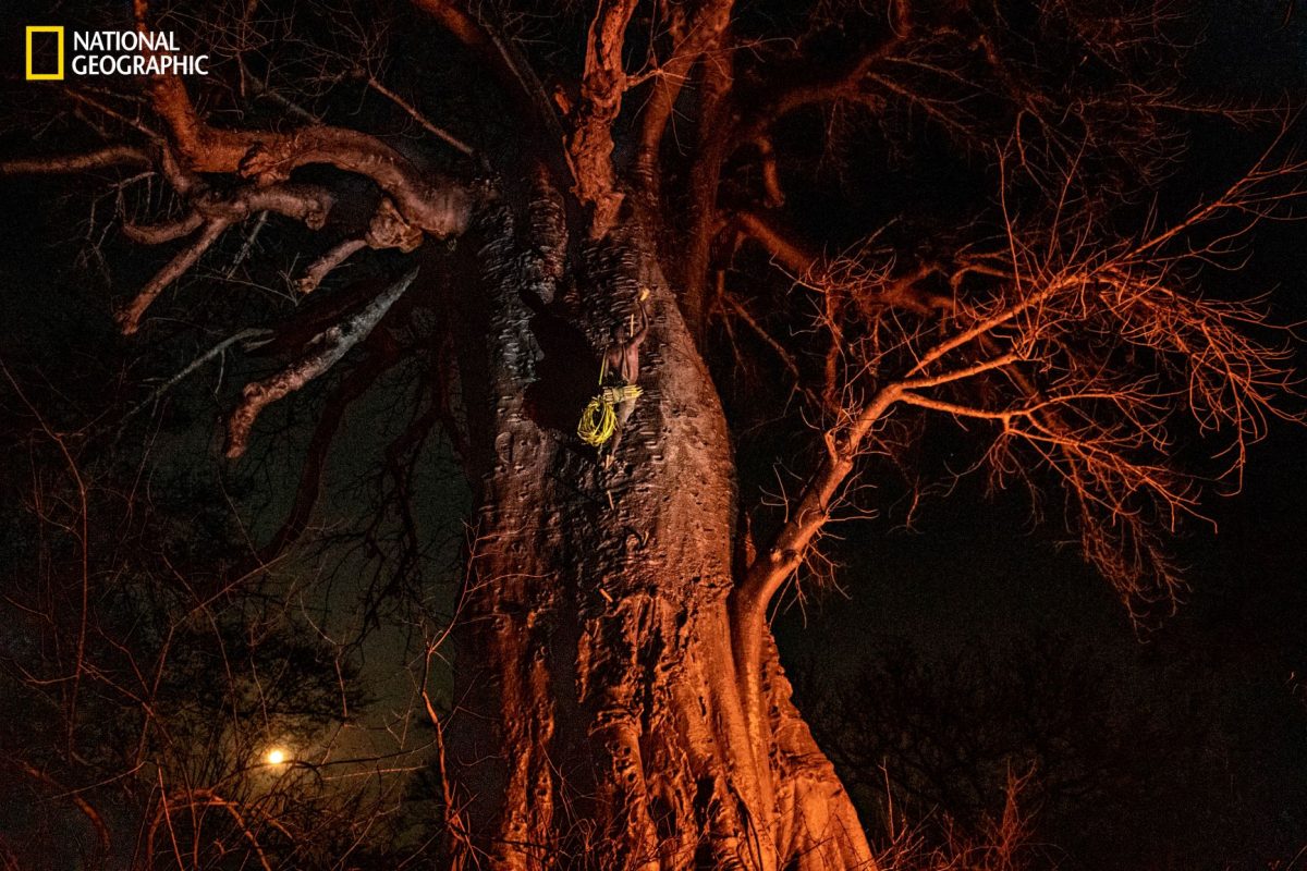 น้ำผึ้งป่า, ป่าแอฟริกา, โมซัมบิก, ต้นเบาบับ