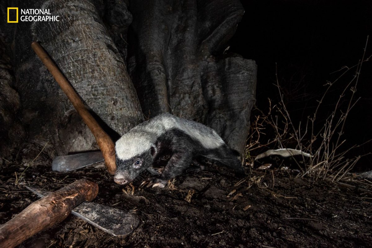 ฮันนีแบดเจอร์, ป่าแอฟริกา