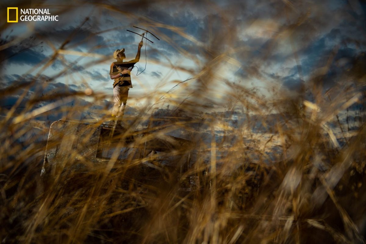 นีอัสซา, ป่าแอฟริกา, โมซัมบิก