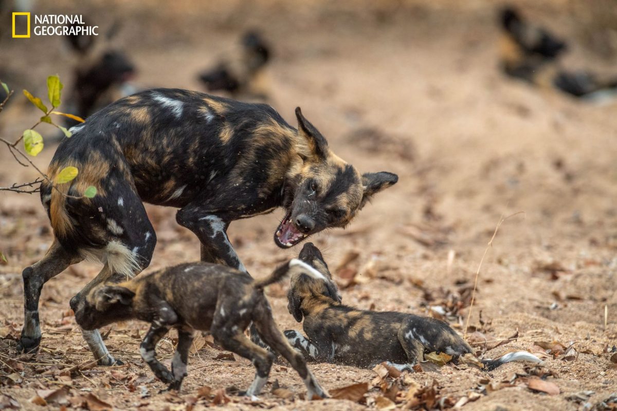 หมาป่าแอฟริกา, นีอัสซา, โมซัมบิก, ป่าแอฟริกา