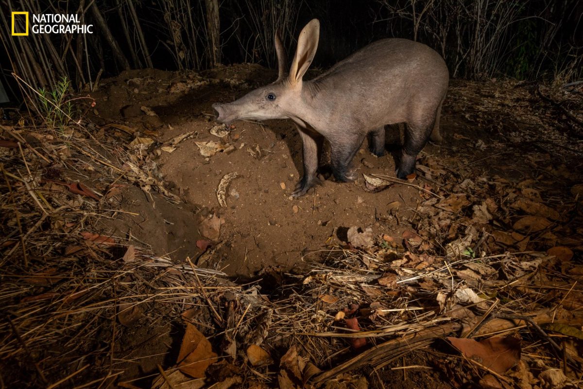 อาร์ดวาร์ก, aardvark, หมู, โมซัมบิก, แอฟริกา