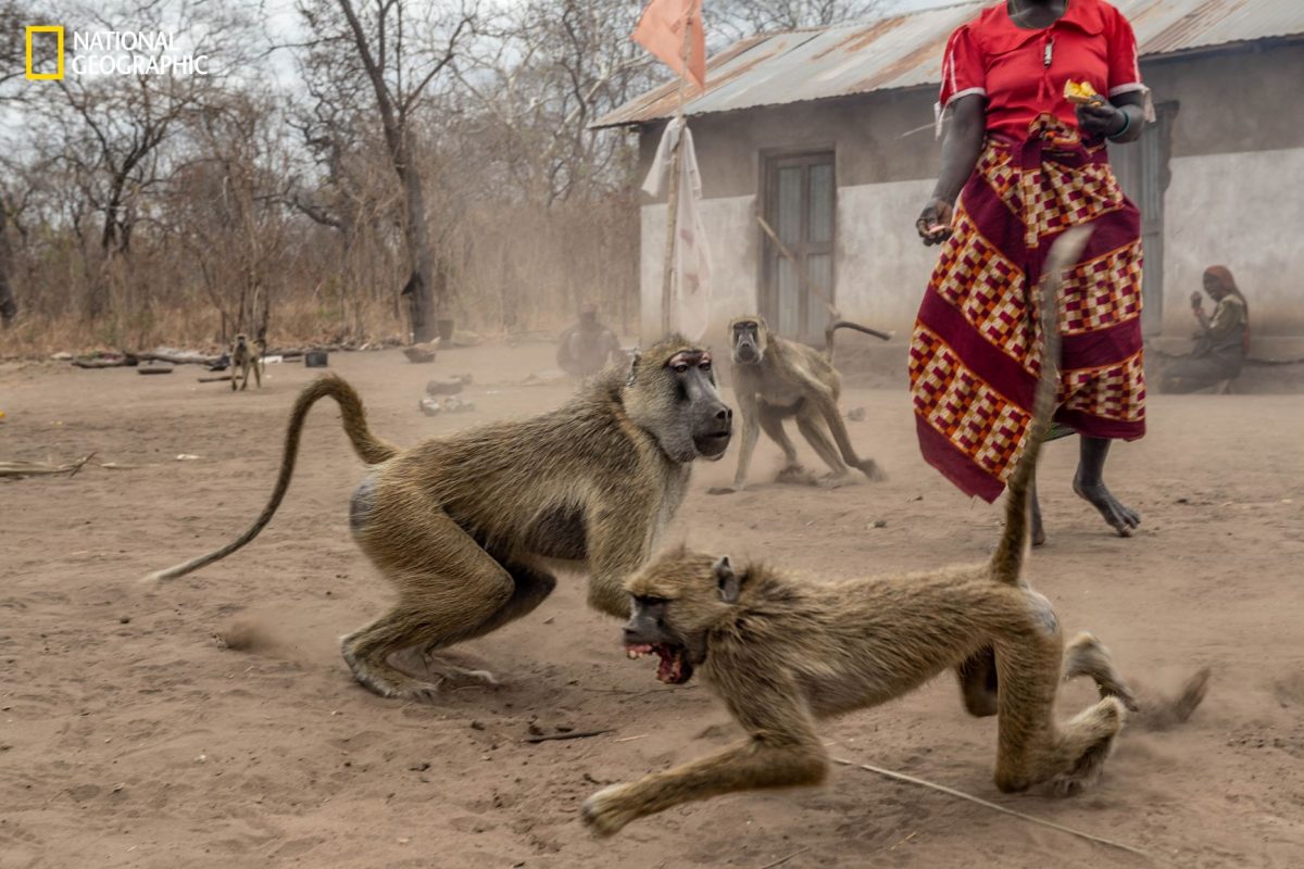 ลิงบาบูน, โมซัมบิก, แอฟริกา