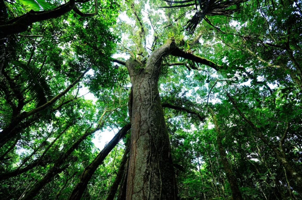 El Yunque, ป่าบำบัด