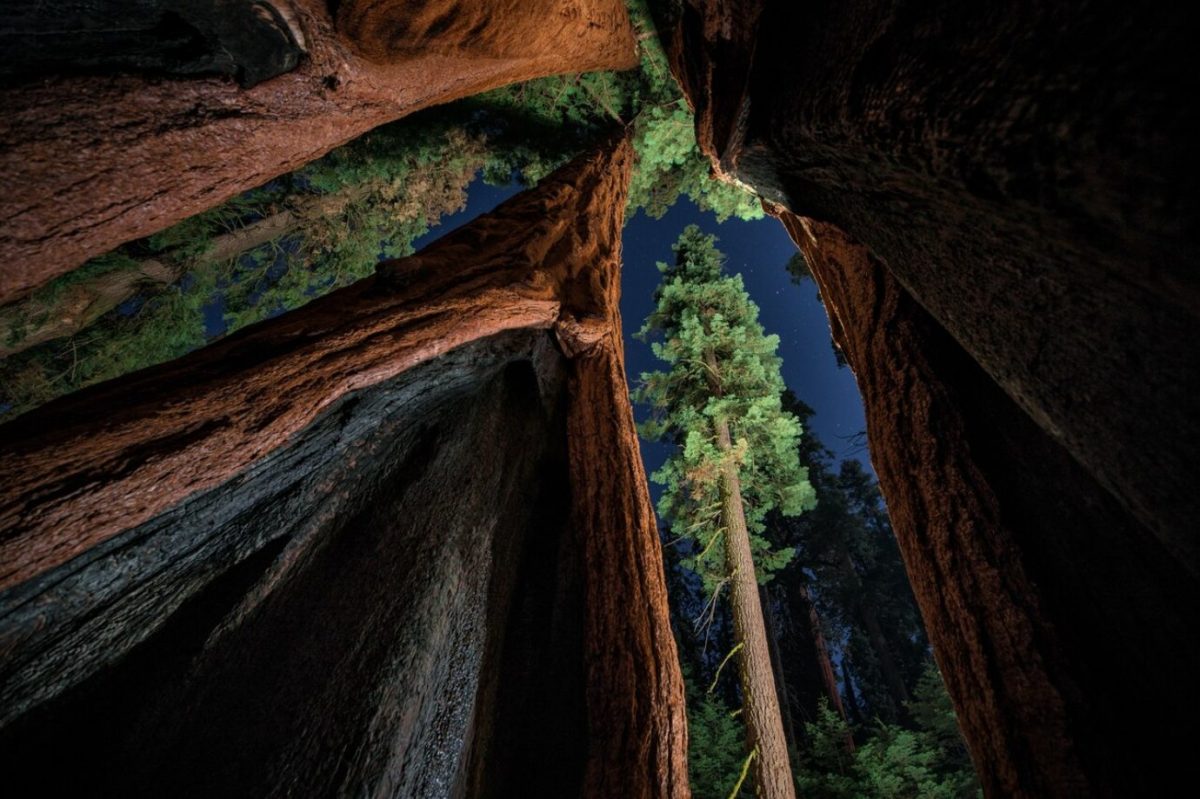 ต้นไม้หิน, ไม้กลายเป็นหิน, ถ่ายภาพกลางคืน