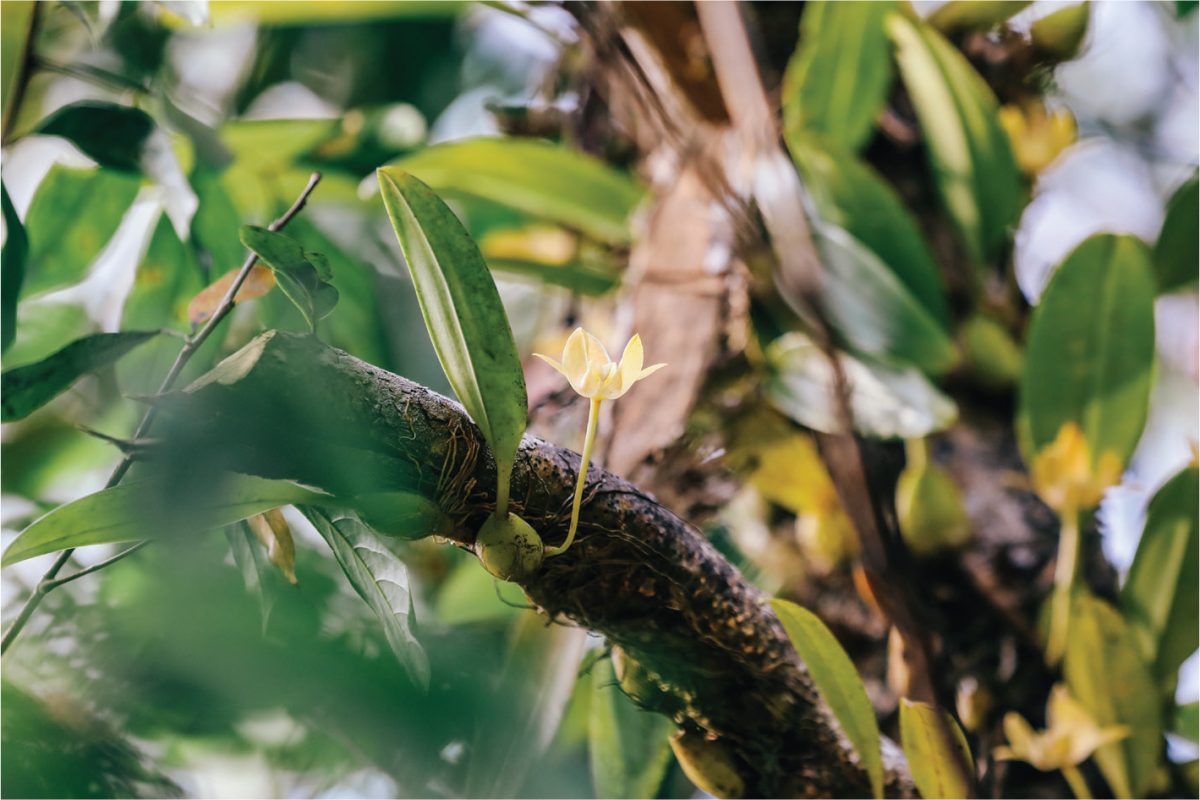 Wild Orchid Cambodia