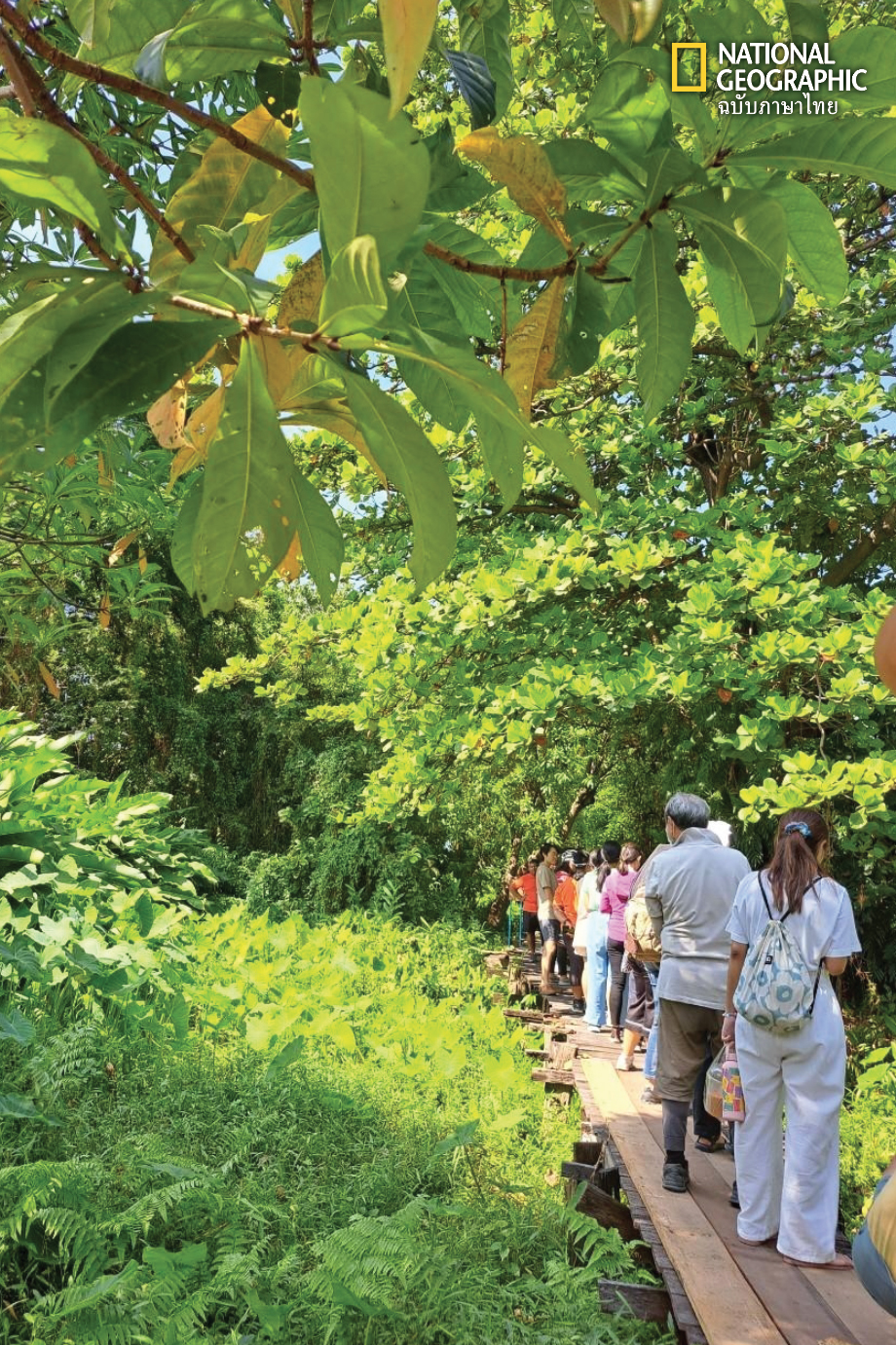 คนหลายคน เดินอยู่บนสะพาน กลางป่า สวนสีเขียว