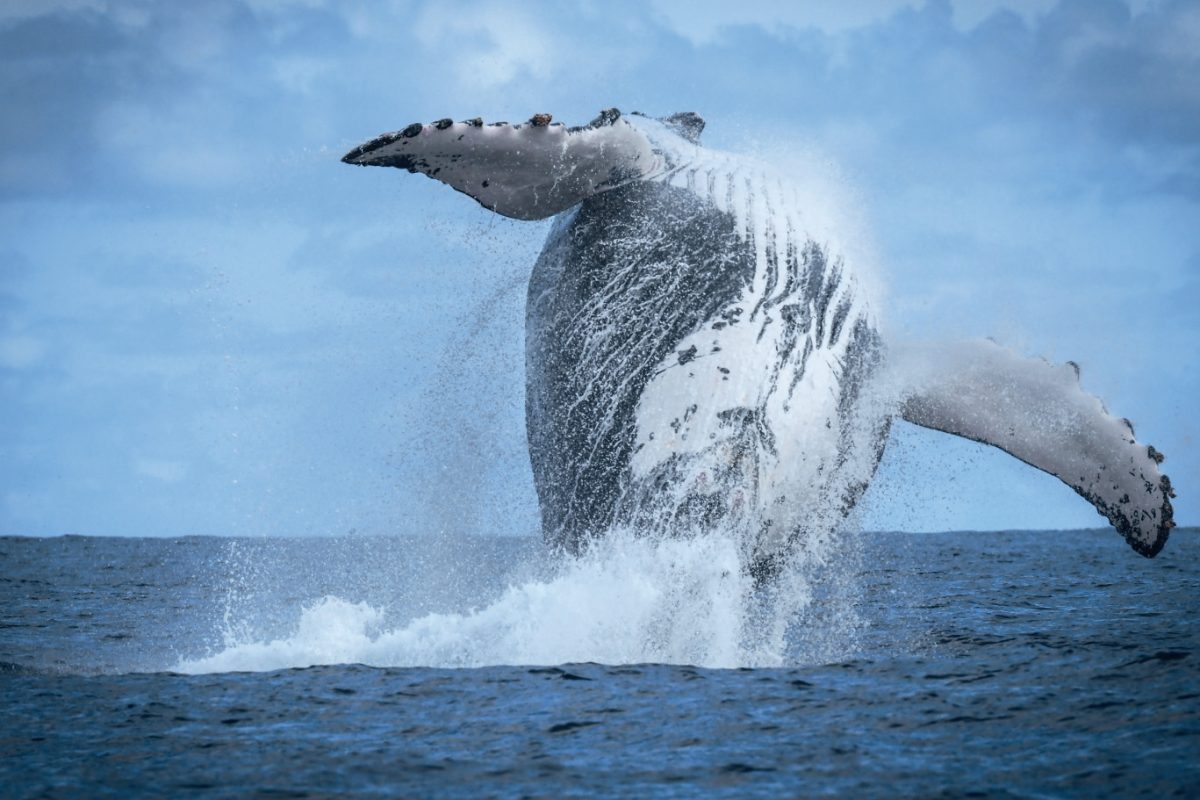 Humpback Whale in costa rica