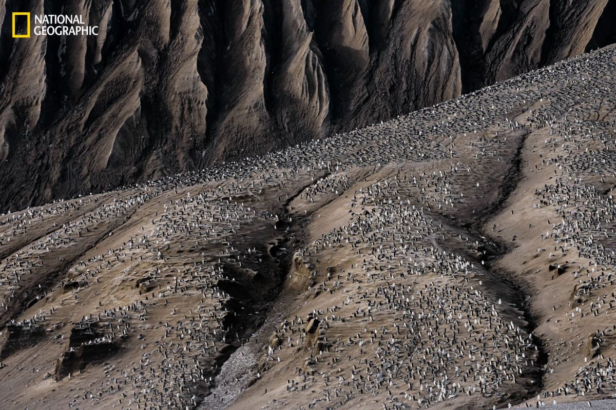 ทะเลสาบลาวา, เพนกวิน