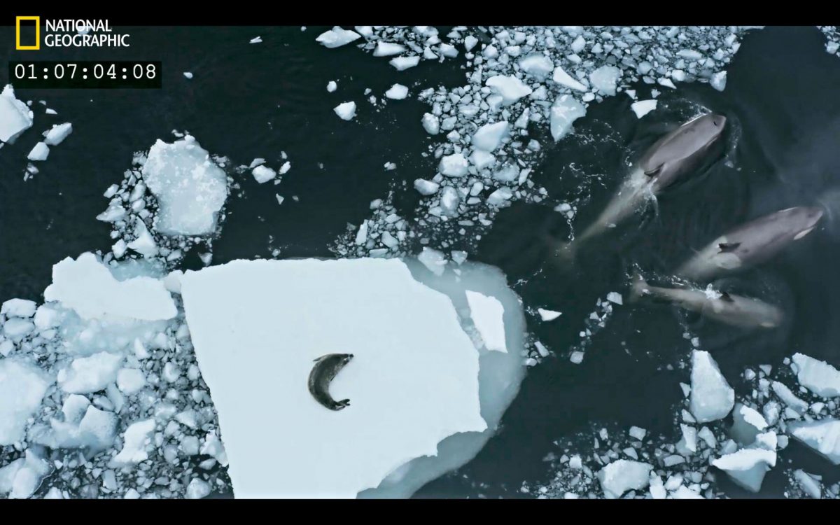 วาฬเพชฌฆาต, ล่าเหยื่อ