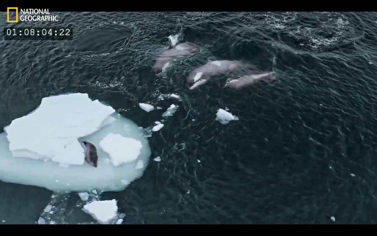 วาฬเพชฌฆาต, ล่าเหยื่อ