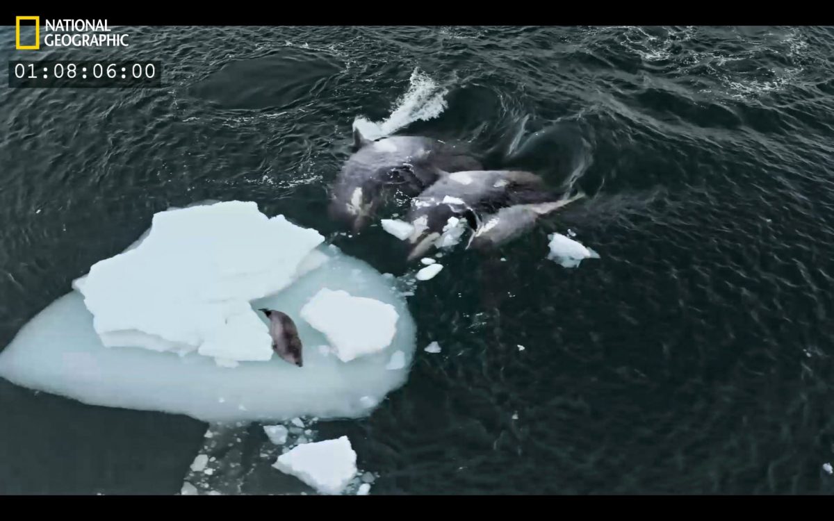 วาฬเพชฌฆาต, ล่าเหยื่อ