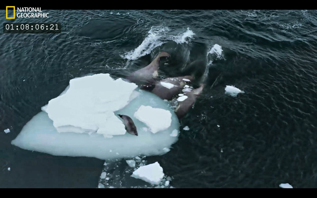 วาฬเพชฌฆาต, ล่าเหยื่อ