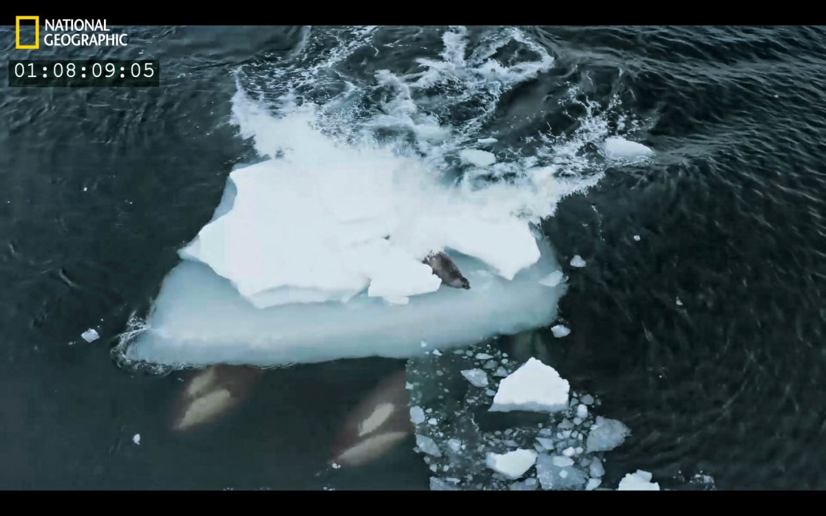 วาฬเพชฌฆาต, ล่าเหยื่อ