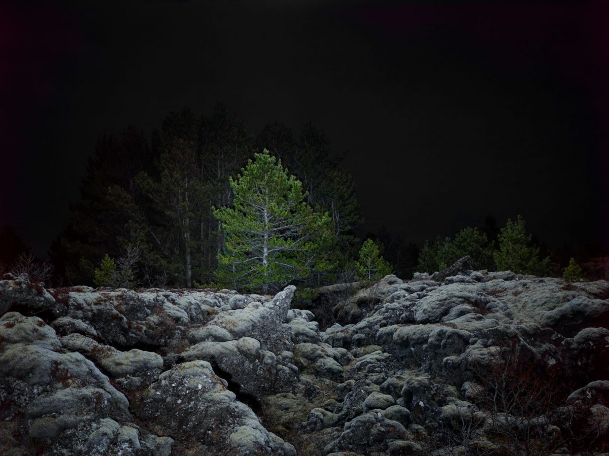 ต้นสน, เบิร์ช, กำจัดคาร์บอน