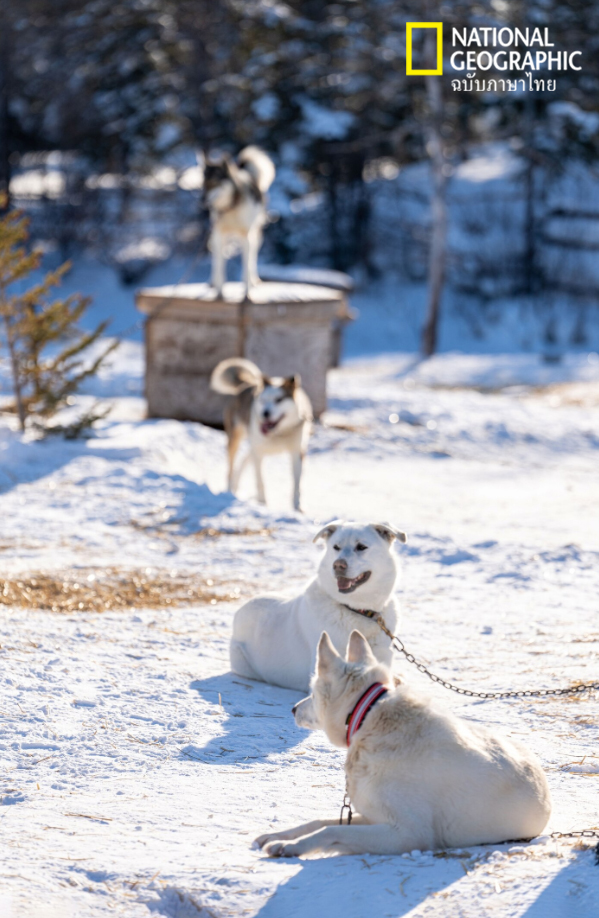 ล่าแสงเหนือ, แคนาดา, สุนัขลากเลื่อน,