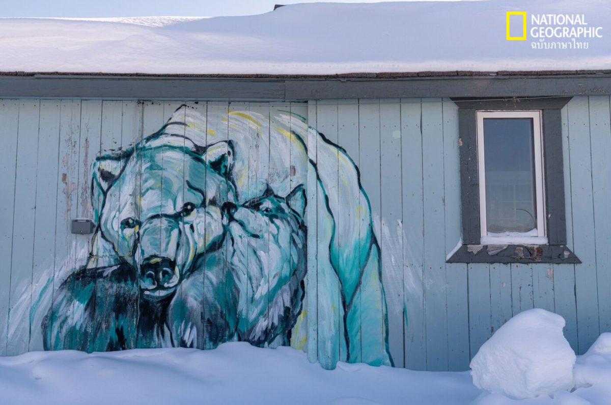 หมีขั้วโลก, ล่าแสงเหนือ, แคนาดา