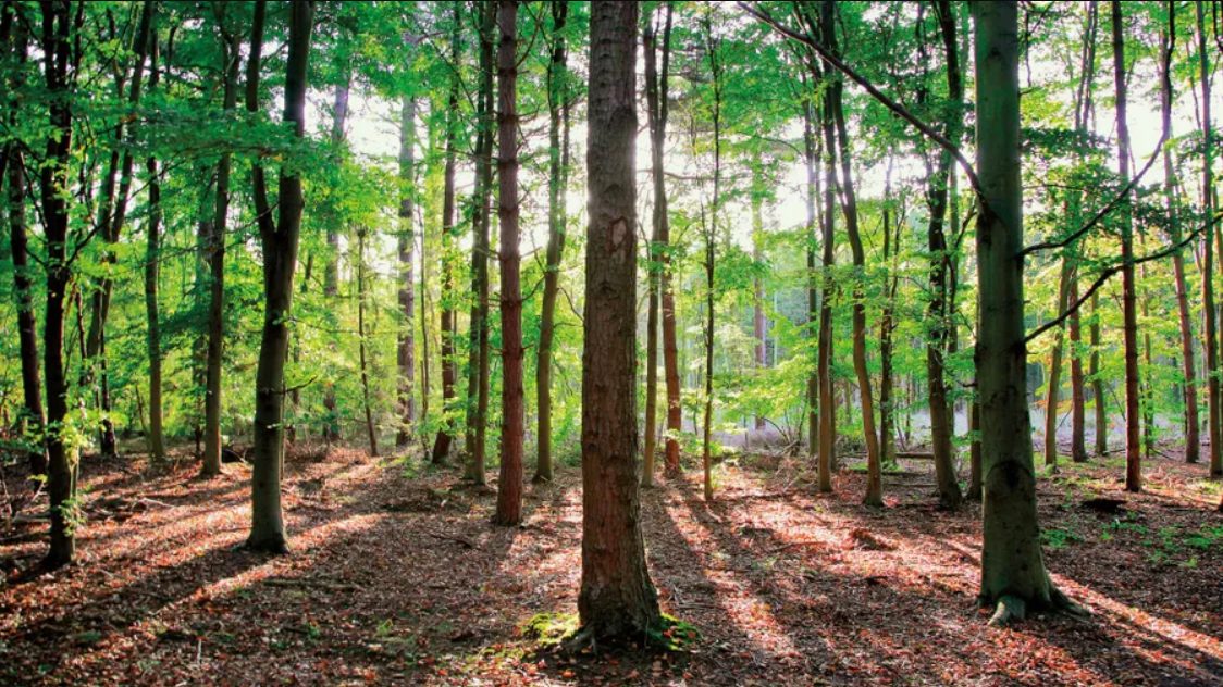 ป่าเชอร์วูด, โรบินฮู้ด, ต้นบีข