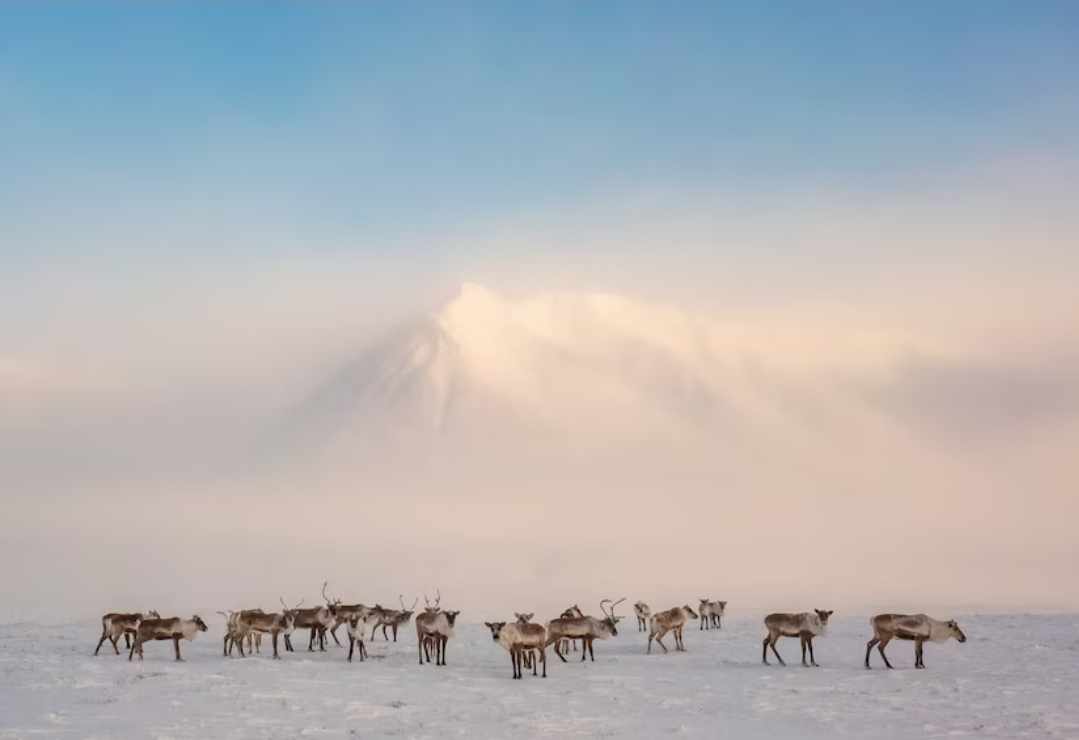 กวางคาริบู