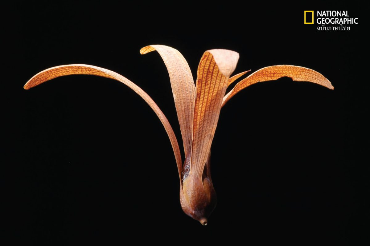 เมล็ดของพะยอม