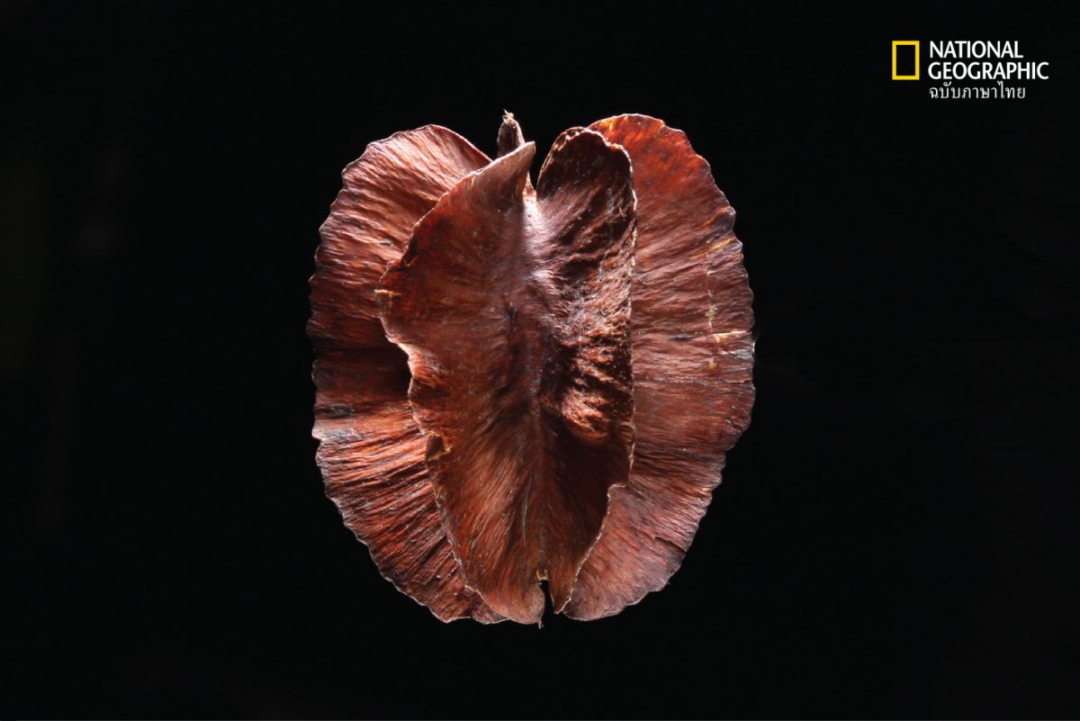 เมล็ดของต้นรกฟ้า