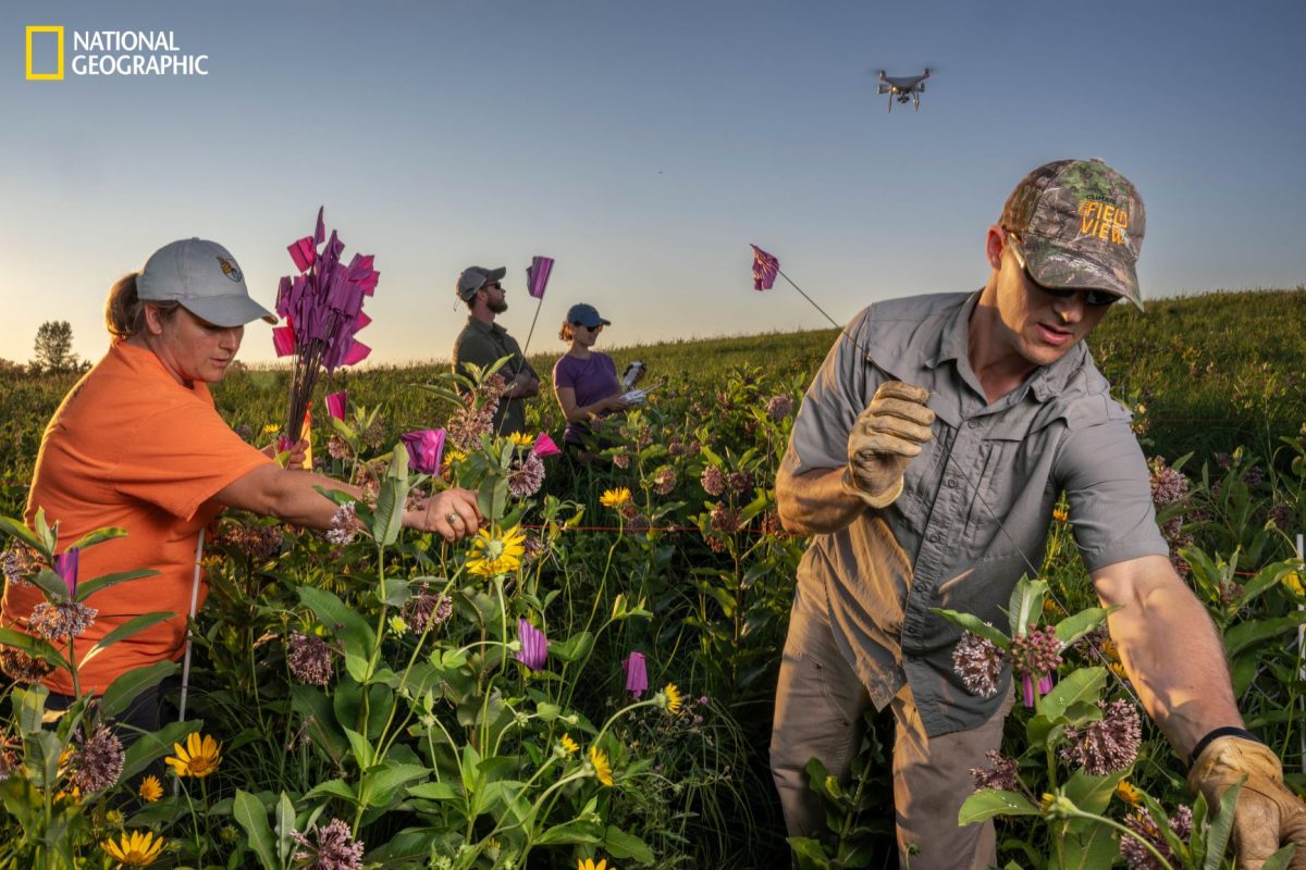ผีเสื้อจักรพรรดิ, ผีเสื้อ