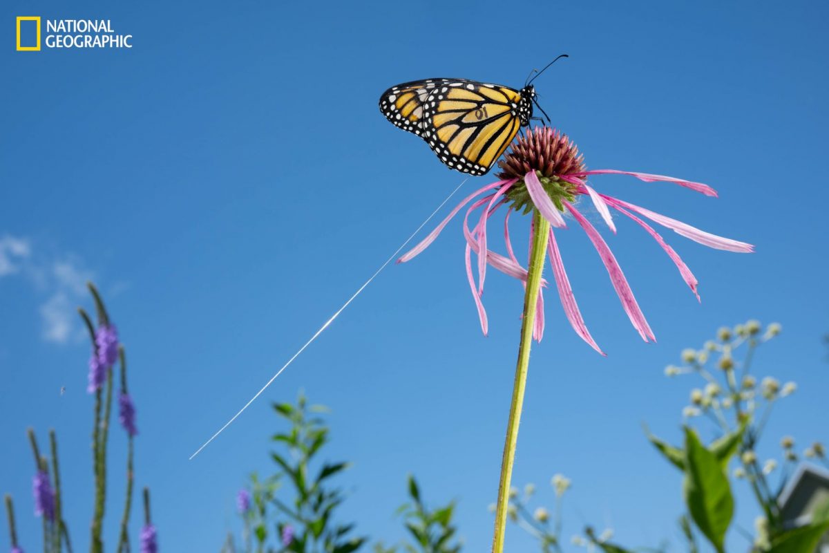 ผีเสื้อจักรพรรดิ, ผีเสื้อ