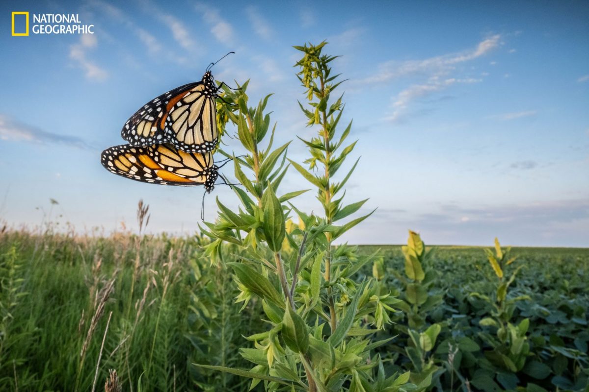 ผีเสื้อจักรพรรดิ, ผีเสื้อ