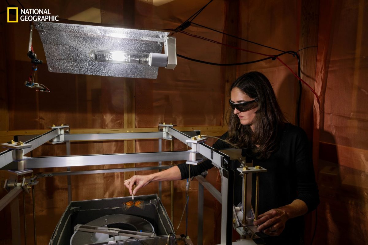 ผีเสื้อจักรพรรดิ, ผีเสื้อ