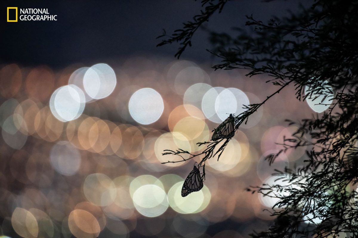 ผีเสื้อจักรพรรดิ, ผีเสื้อ