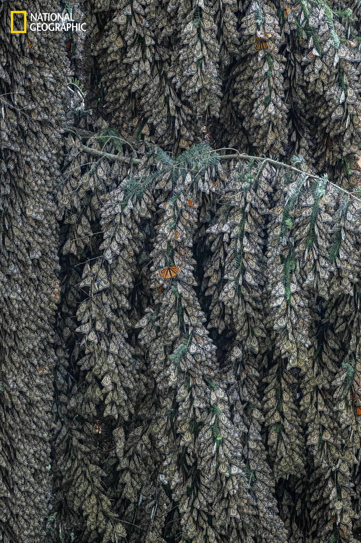 ผีเสื้อจักรพรรดิ, ผีเสื้อ