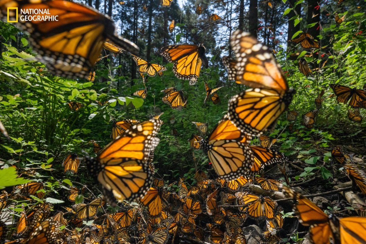 ผีเสื้อจักรพรรดิ, ผีเสื้อ