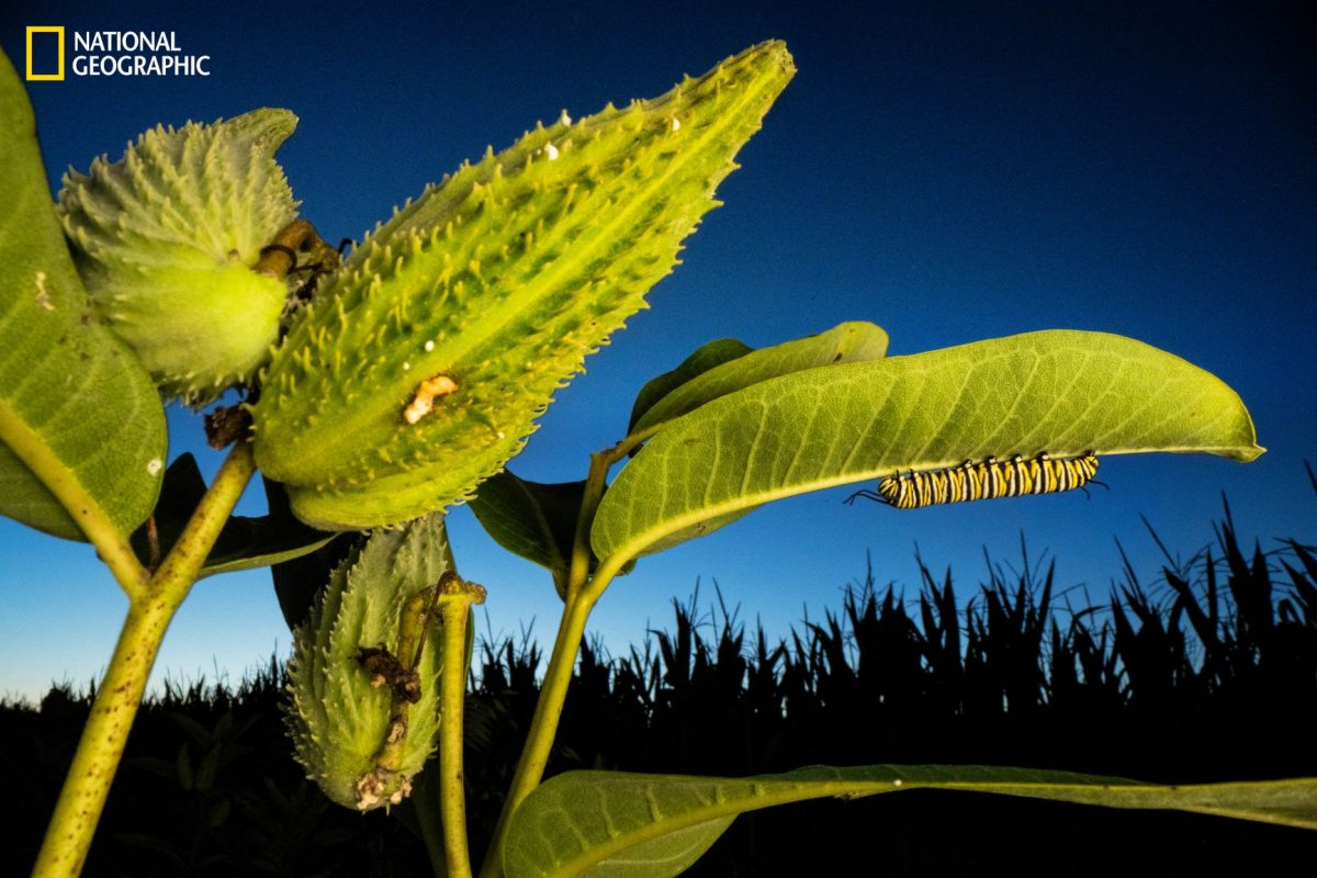 ผีเสื้อจักรพรรดิ, ผีเสื้อ, หนอนผีเสื้อ