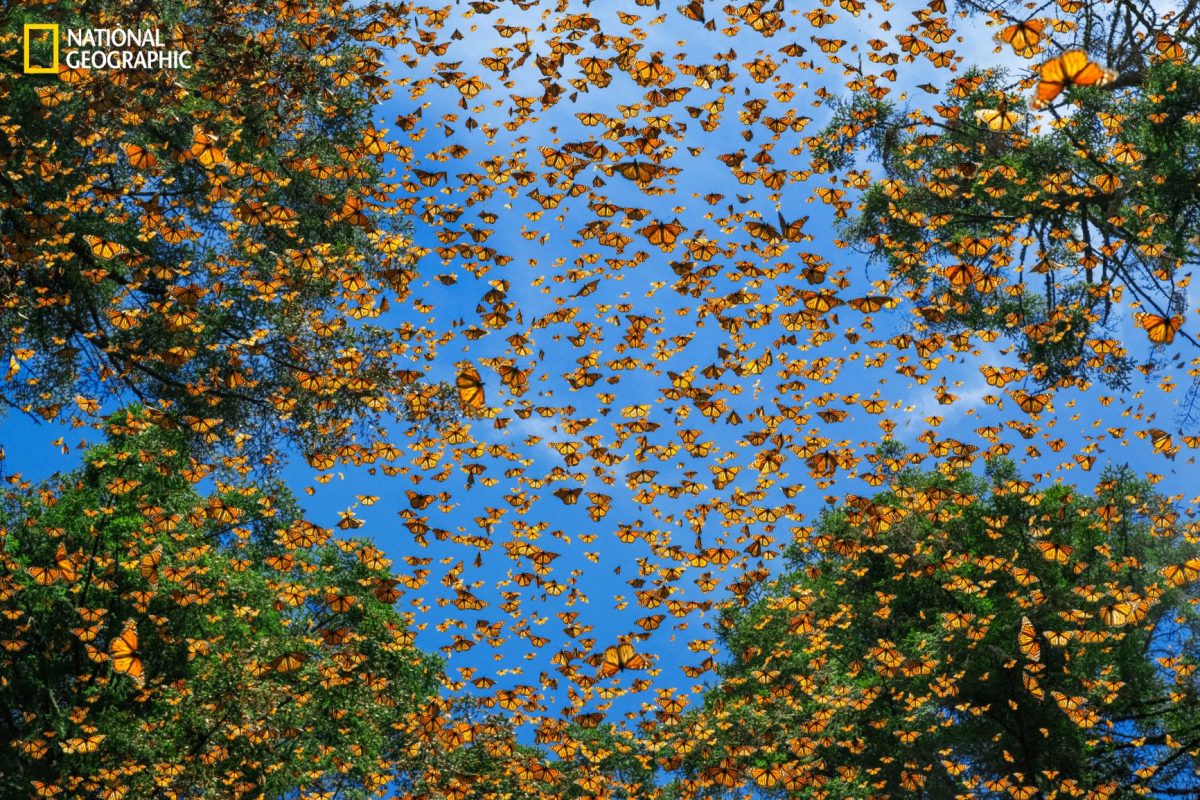 ผีเสื้อจักรพรรดิ, ผีเสื้อ