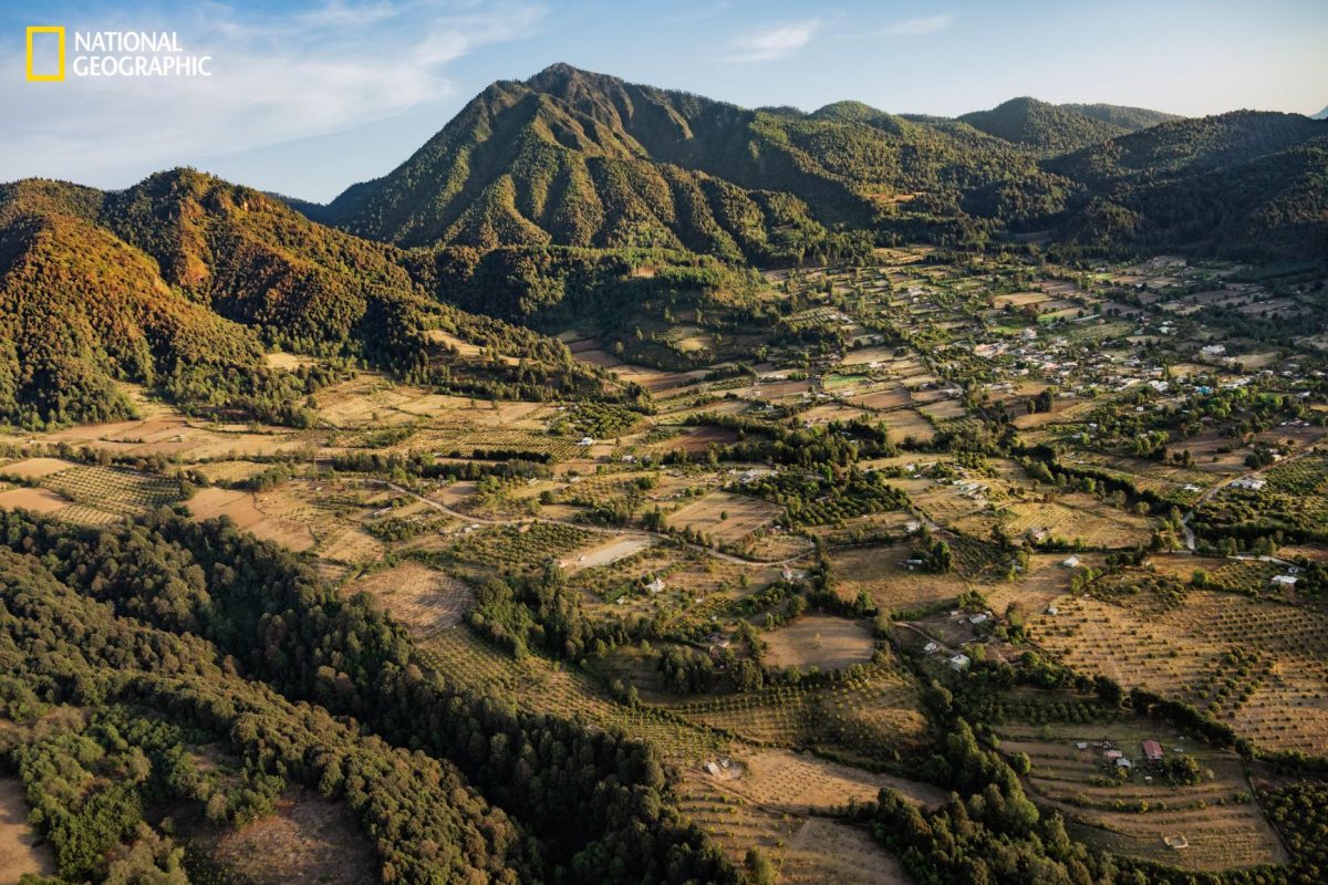 ผีเสื้อจักรพรรดิ, ผีเสื้อ, อาโวคาโด